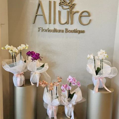 Orquídea Allure média - Orquídea Allure média em apresentação estruturada com acabamento refinado