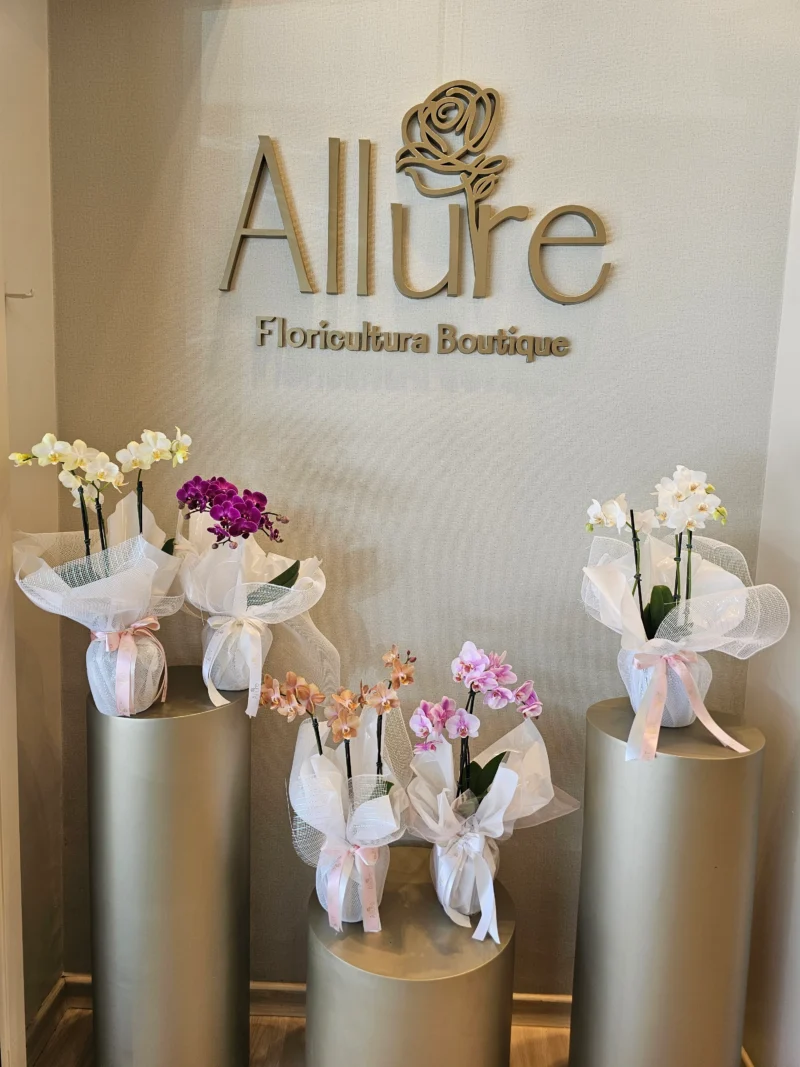 Orquídea Allure média - Orquídea Allure média em apresentação estruturada com acabamento refinado