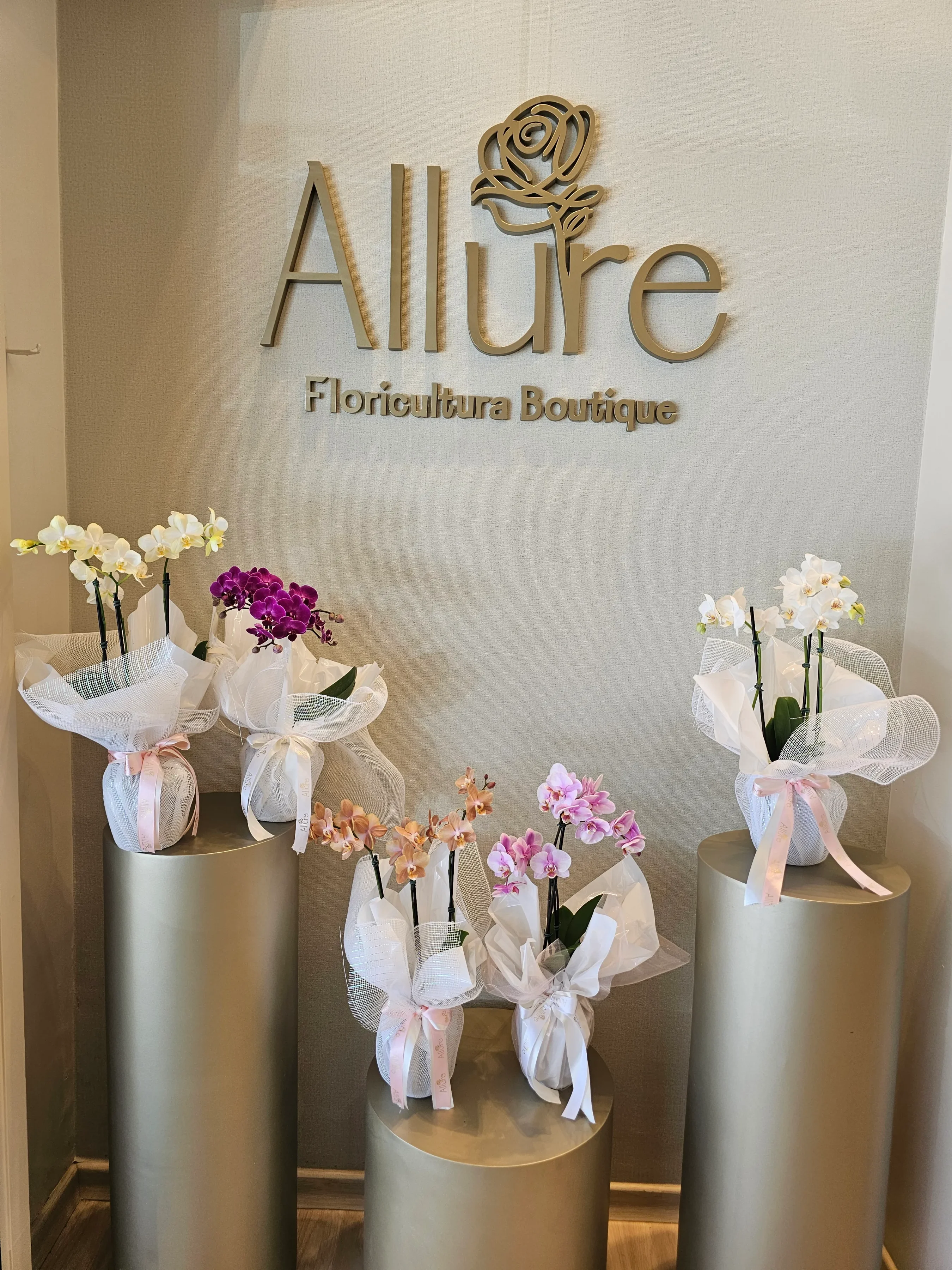 Orquídea Allure média - Orquídea Allure média em apresentação estruturada com acabamento refinado