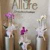 Vista alternativa do Orquídea Allure grande - Allure Boutique Goiânia
