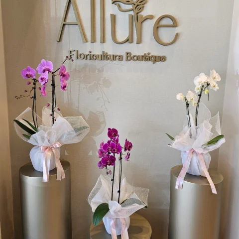 Orquídea Allure grande - Orquídea Allure grande em composição clássica e atemporal, envolta em acabamento sofistica