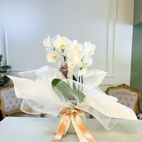 Orquídea Allure grande - Orquídea Allure grande em composição clássica e atemporal, envolta em acabamento sofistica