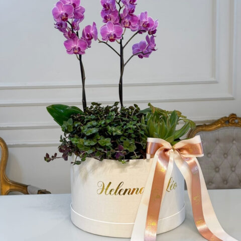 Orquídea Garden Harmonia - Composição com orquídea Allure média, folhagens e plantas ornamentais em box personalizada