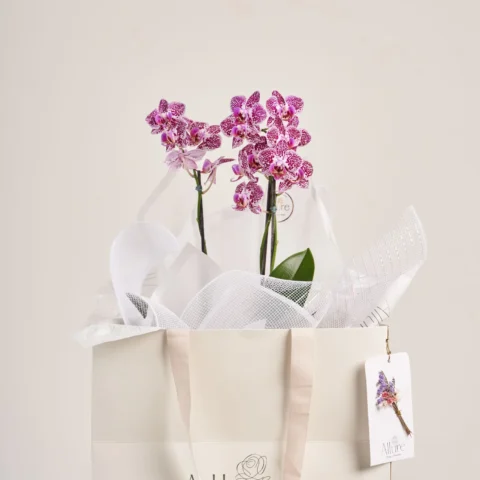 Orquídea Allure média - Orquídea Allure média em apresentação estruturada com acabamento refinado