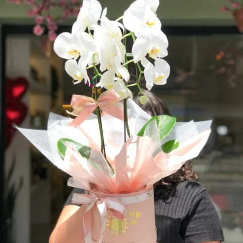 Orquídea em box cartonada personalizada - Orquídea Allure grande em caixa cartonada média personalizada
