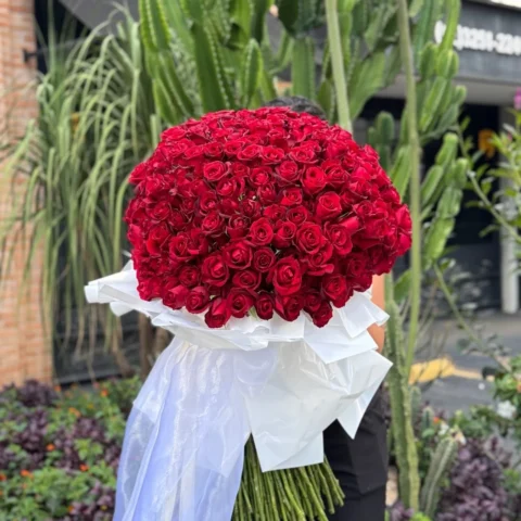 Buquê Absoluto Allure - Buquê com 500 rosas vermelhas que simbolizam paixão e intensidade