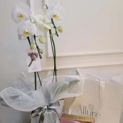 Orquídea Allure grande com chocolate - Orquídea Allure grande acompanhada de caixa de Ferrero Rocher com 8 unidades
