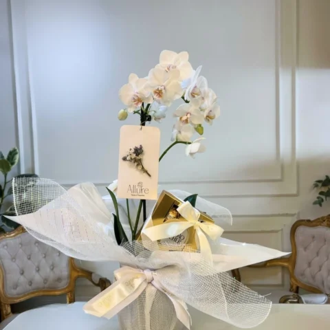 Orquídea Allure média com chocolate - Orquídea Allure média acompanhada de caixinha de Ferrero Rocher com 4 unidades