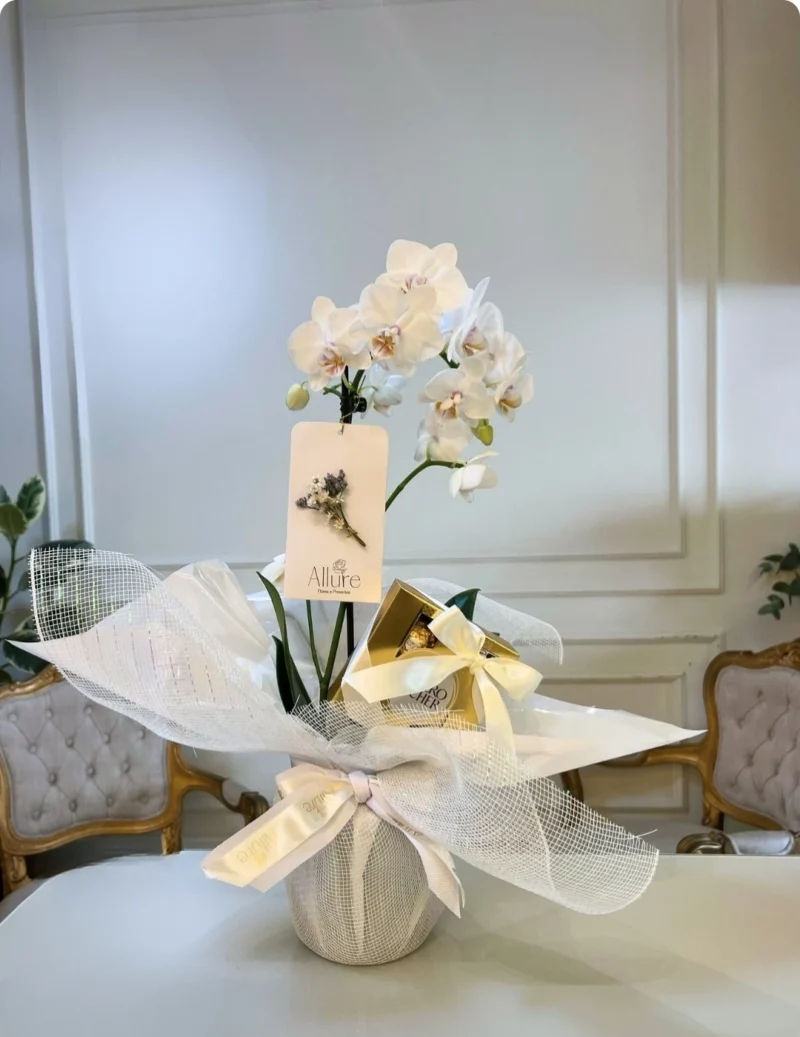 Orquídea Allure média com chocolate - Orquídea Allure média acompanhada de caixinha de Ferrero Rocher com 4 unidades