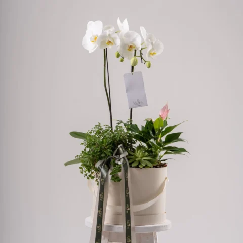 Orquídea Garden Essência