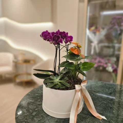 Orquídea Garden Harmonia