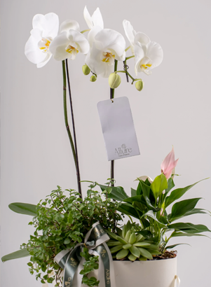 Orquídeas